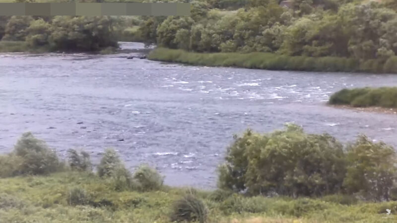 九頭竜川中部漁業協同組合ライブカメラ(福井県永平寺町飯島)