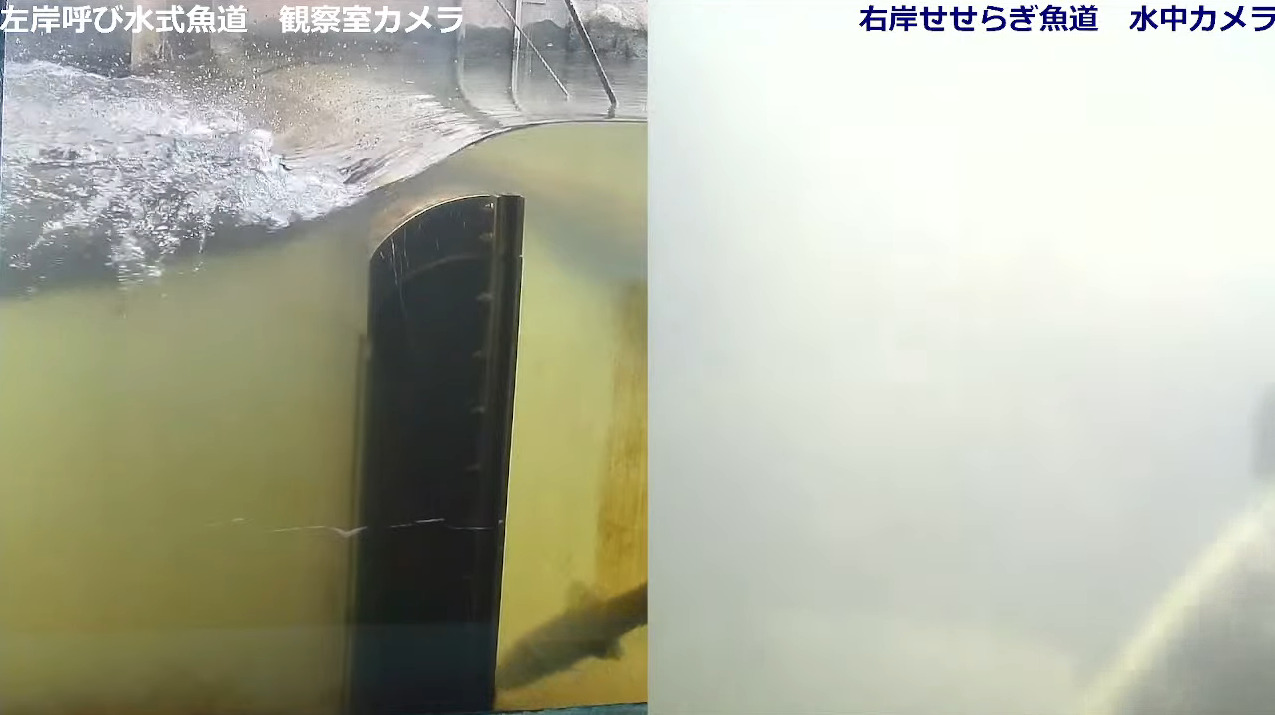 長良川河口堰魚道ライブカメラ(三重県桑名市長島町十日外面)