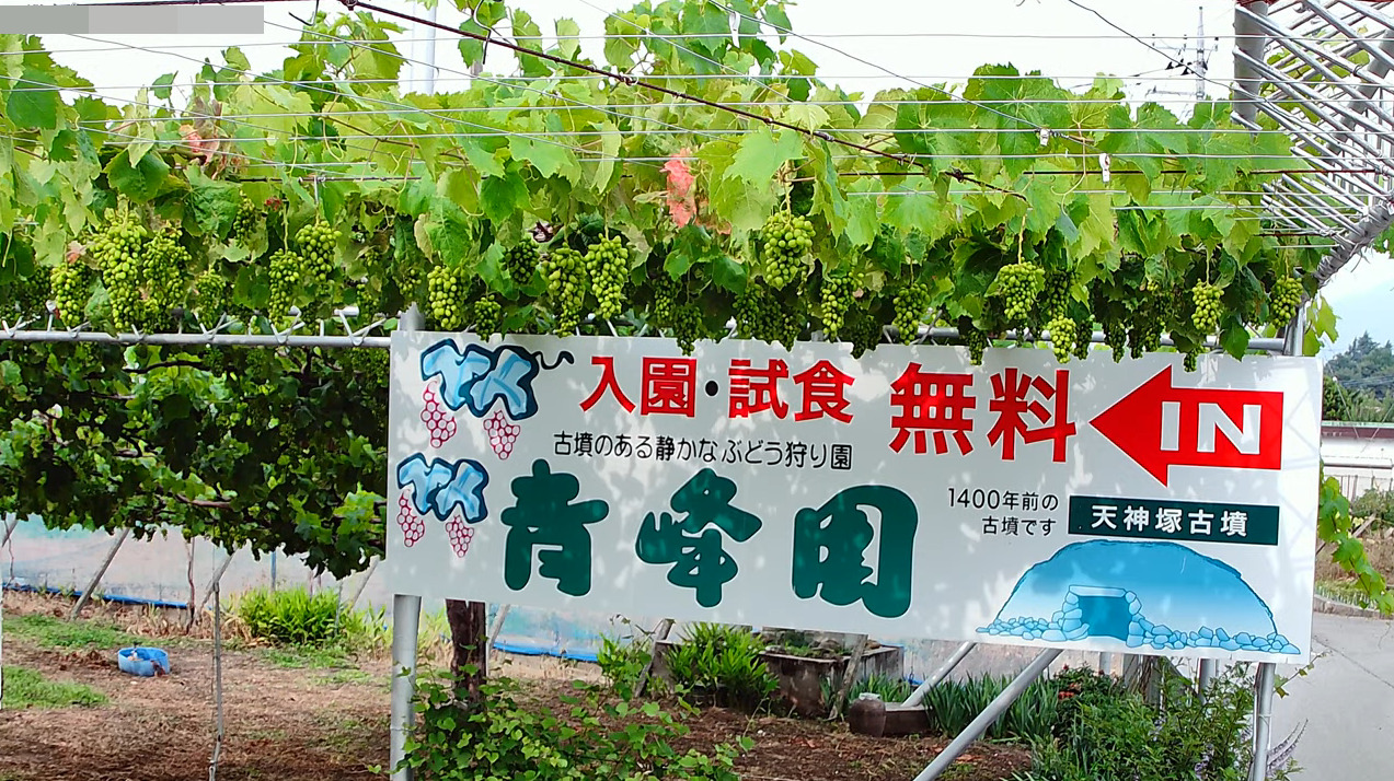 青峰園ぶどう狩り園ライブカメラ(山梨県甲州市勝沼町小佐手)