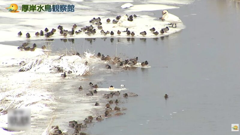 厚岸水鳥観察館ライブカメラ(北海道厚岸町サンヌシ)