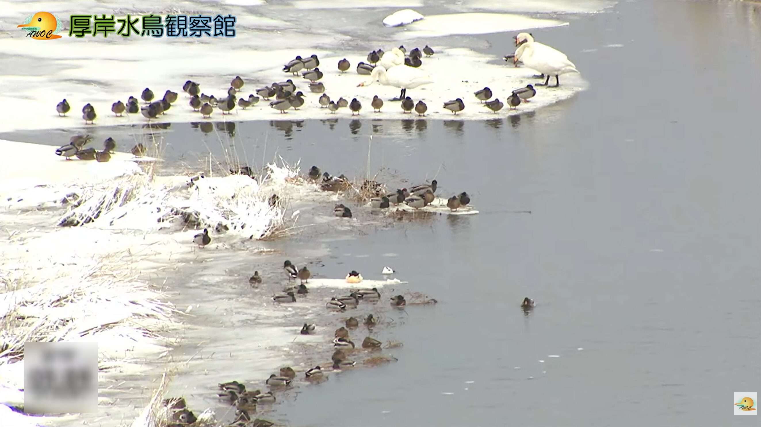 厚岸水鳥観察館ライブカメラ(北海道厚岸町サンヌシ)