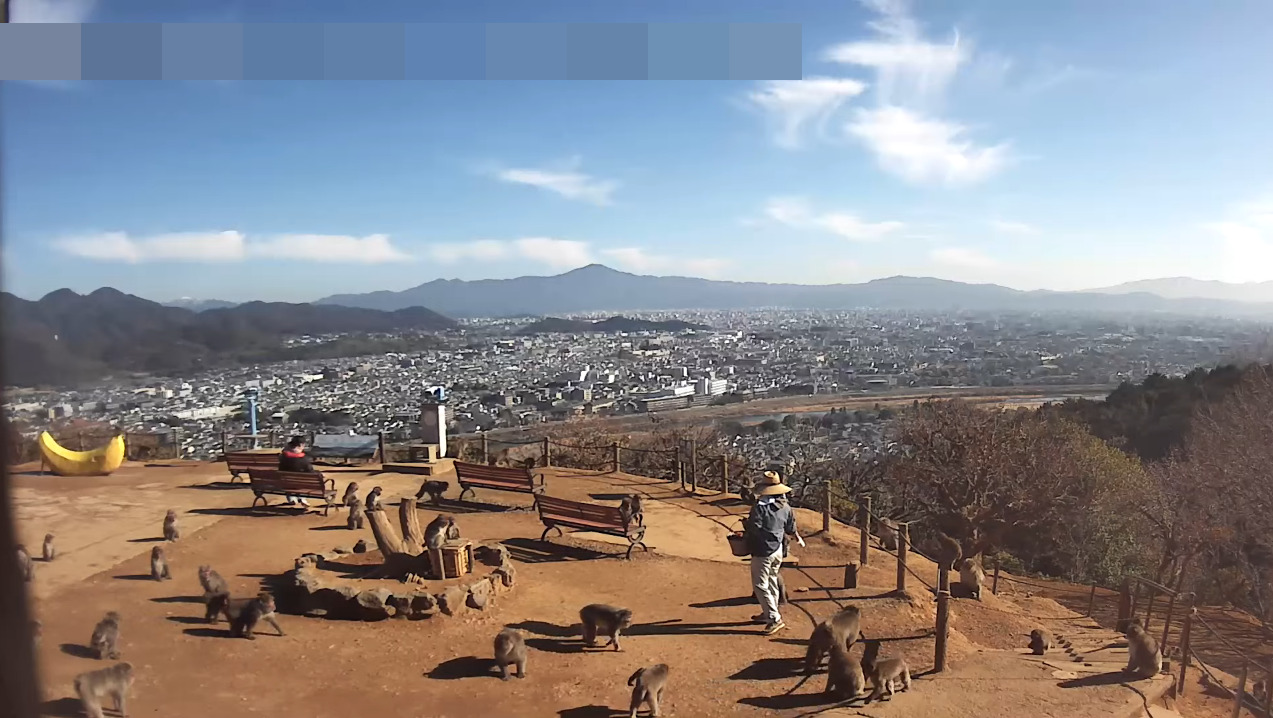 嵐山モンキーパークいわたやまライブカメラ(京都府京都市西京区)