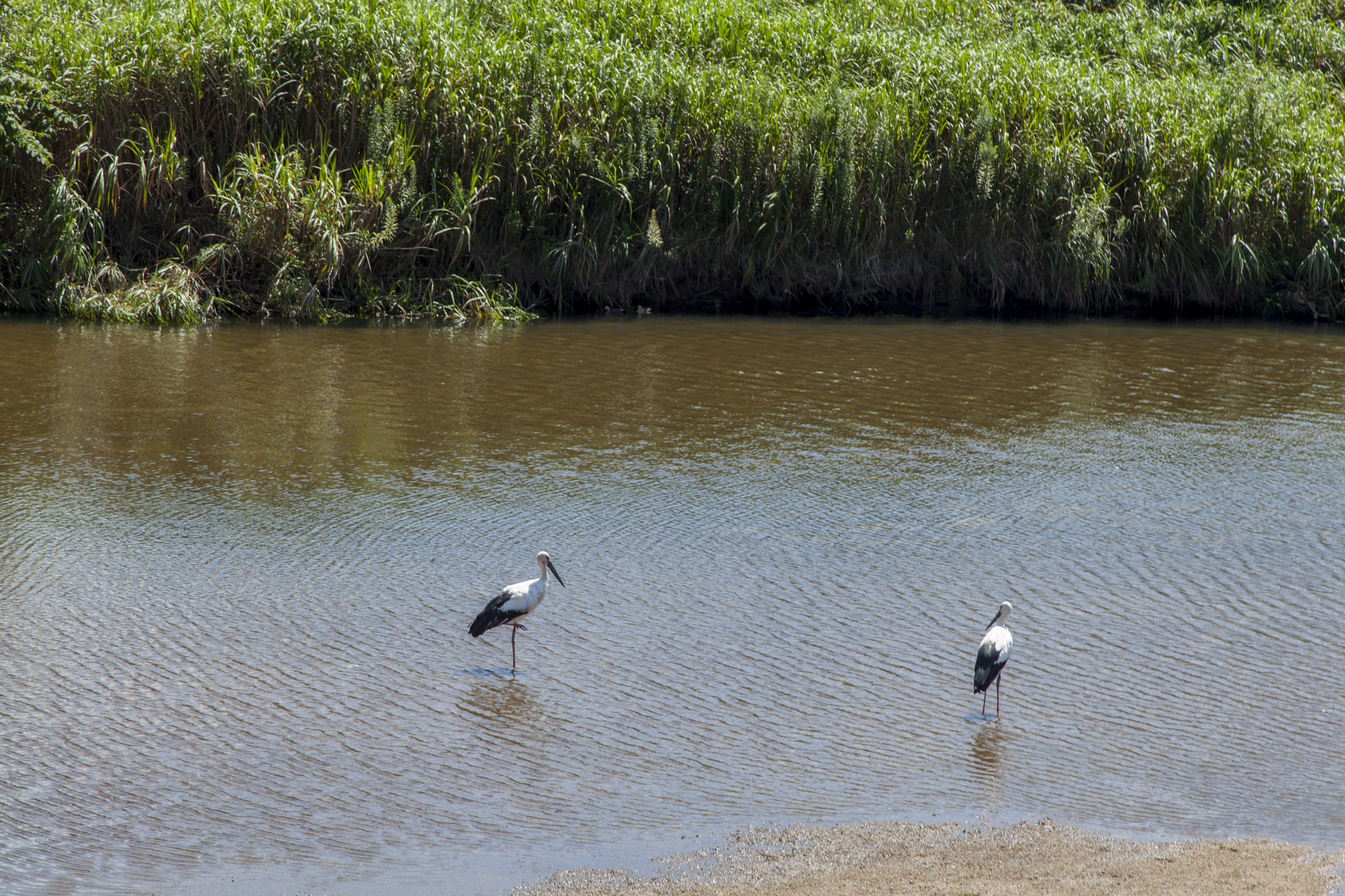 出石川(円山川水系)ライブカメラ一覧