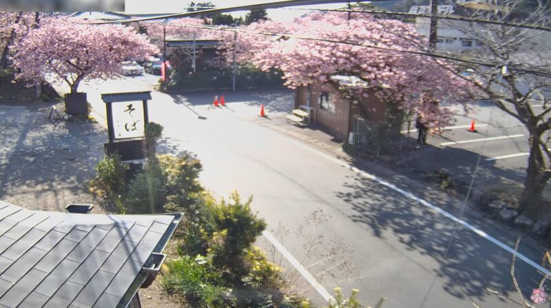 河津桜まつり河津七滝地区ライブカメラ(静岡県河津町梨本)