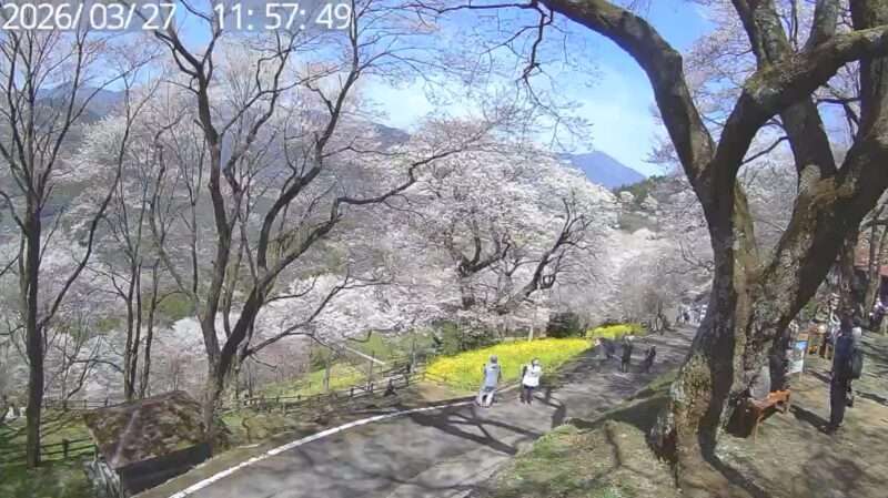 仁淀川町ひょうたん桜ライブカメラ(高知県仁淀川町桜) 2026年3月27日 桜