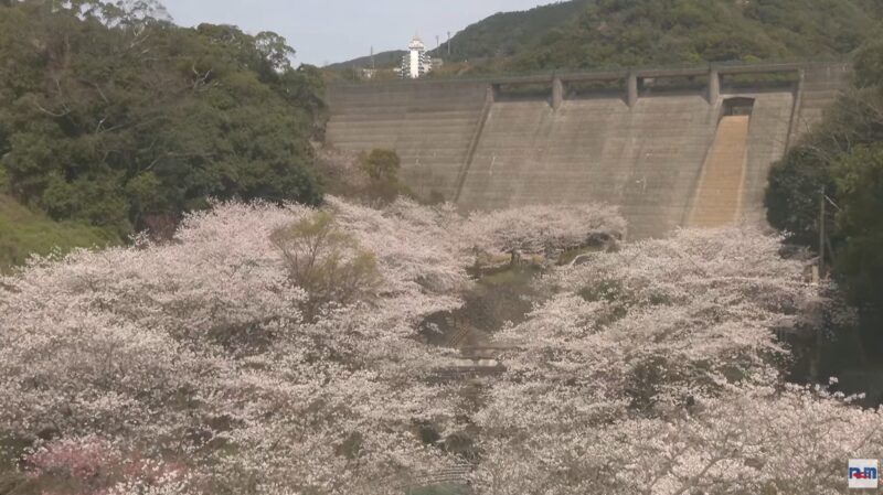 NCM西山ダム公園桜ライブカメラ(長崎県長崎市西山)