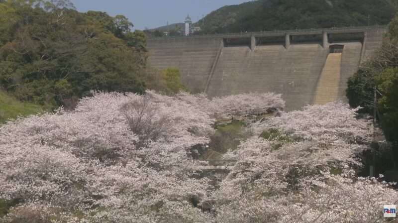 NCM西山ダム公園桜ライブカメラ(長崎県長崎市西山) 2026年4月2日 桜