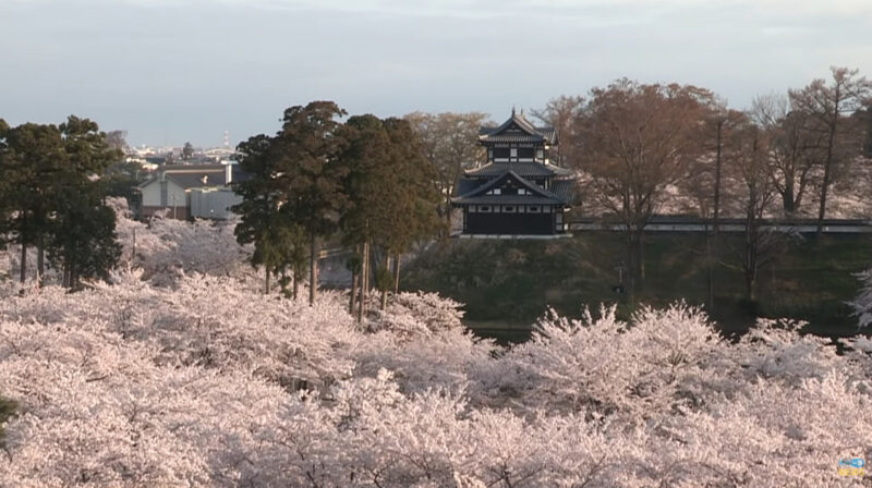 TeNYテレビ高田城址公園桜ライブカメラ(新潟県上越市本城町)