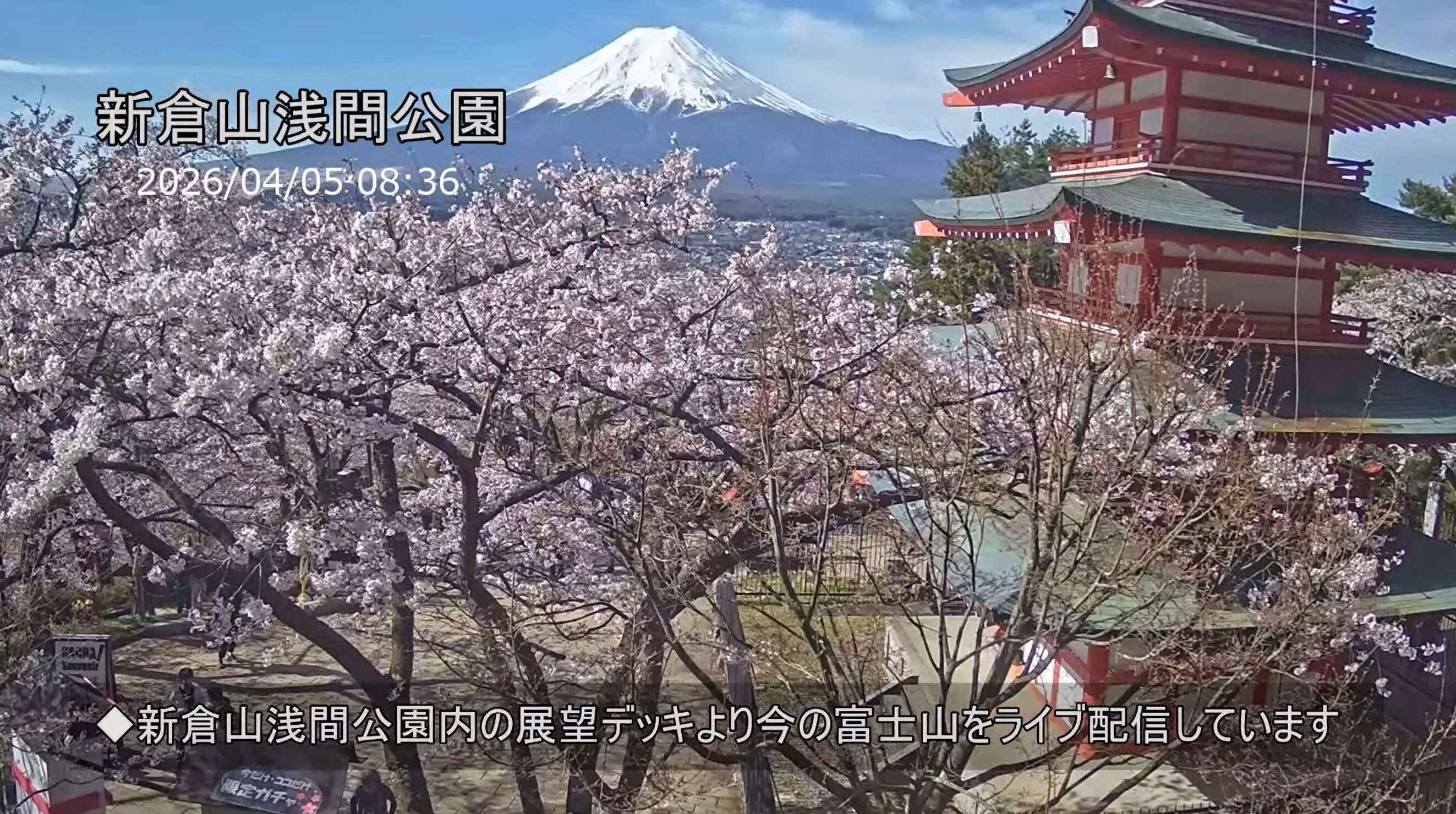 新倉山浅間公園展望デッキライブカメラ(山梨県富士吉田市新倉) 2026年4月5日 桜開花状況