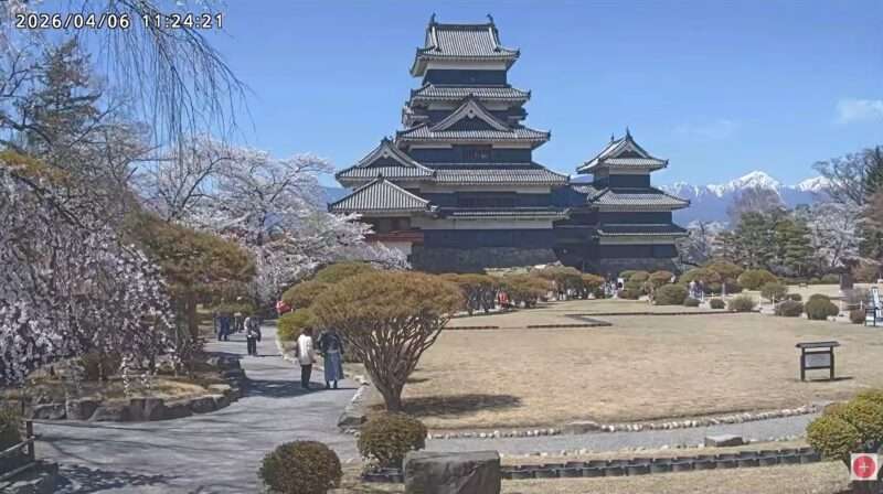 松本城ライブカメラ(長野県松本市丸の内) 2026年4月6日 桜開花状況
