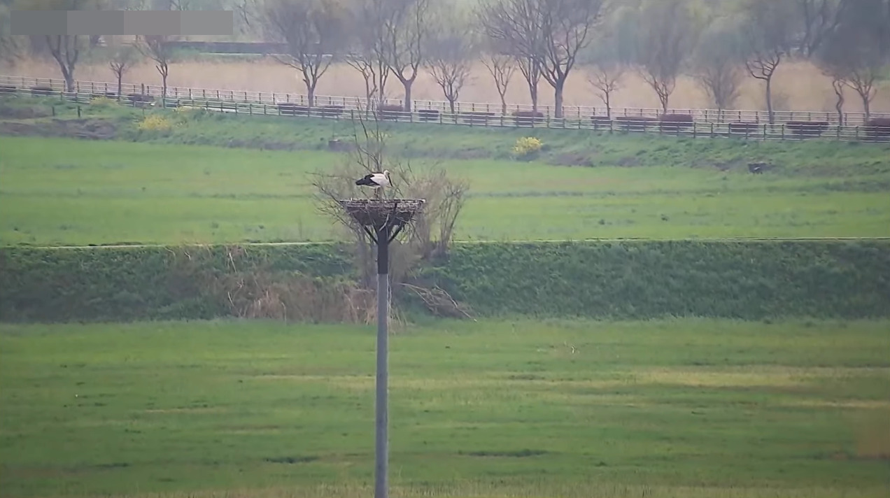 渡良瀬遊水地北エントランスコウノトリライブカメラ(栃木県栃木市藤岡町内野)