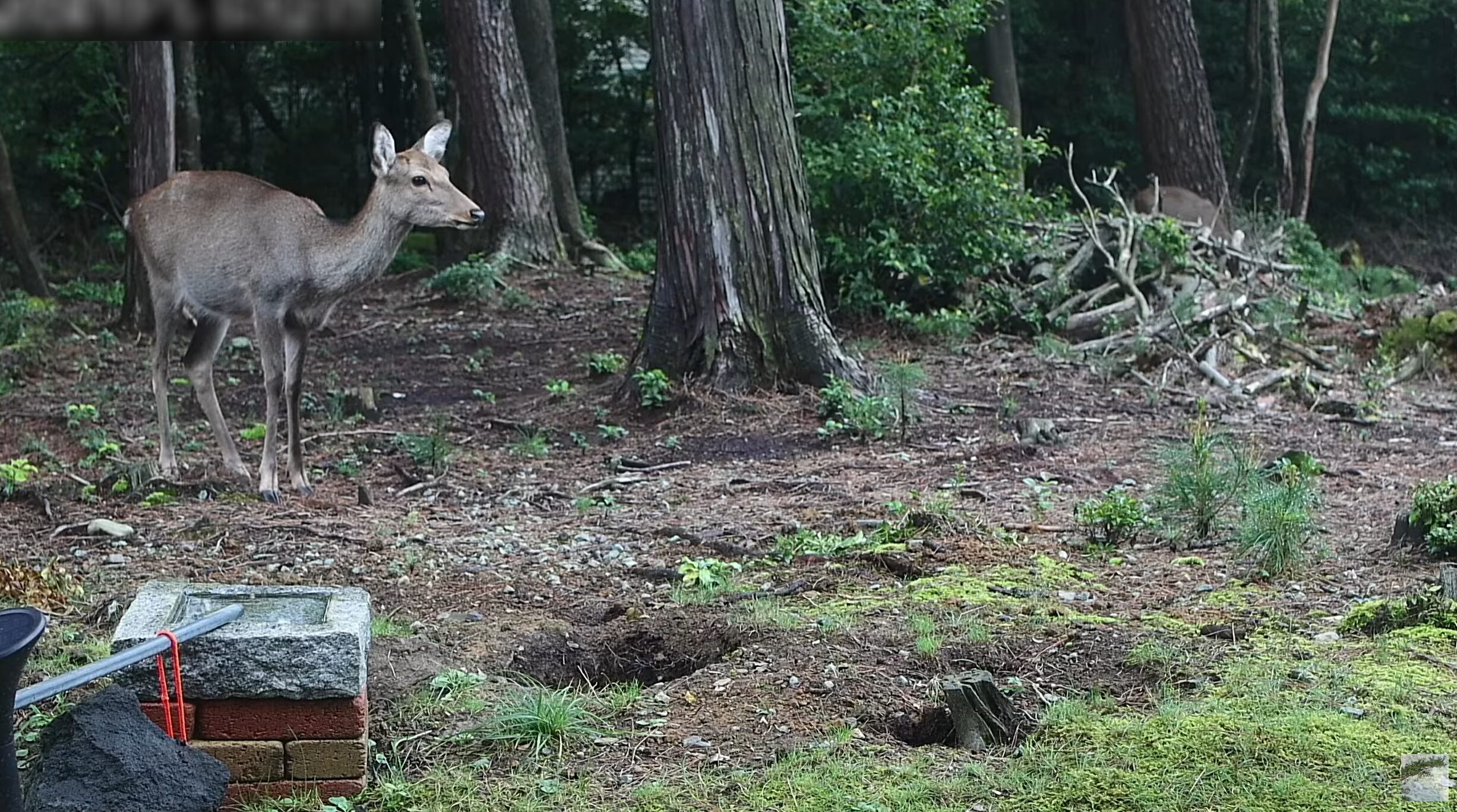 三重県青山高原野生動物ライブカメラ(三重県津市白山町垣内)