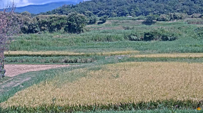 彩りチャンネル佐渡島トキライブカメラ(新潟県佐渡市)
