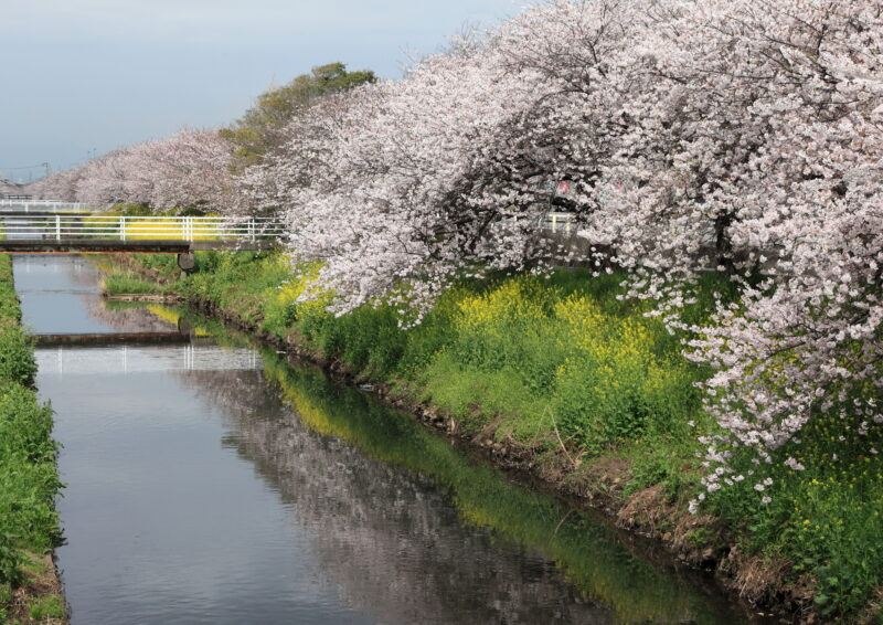 沼川(富士川水系)ライブカメラ一覧