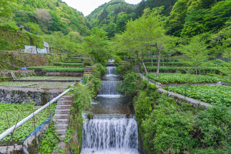 大見川(狩野川水系)ライブカメラ一覧