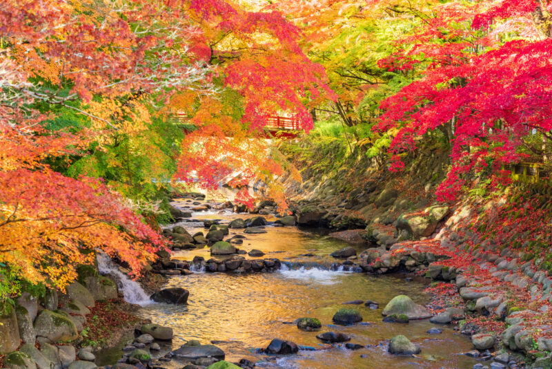 修善寺川(狩野川水系)ライブカメラ一覧