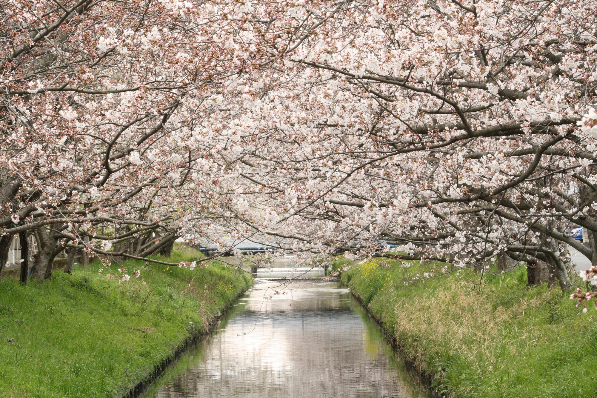 木屋川(栃山川水系)ライブカメラ一覧