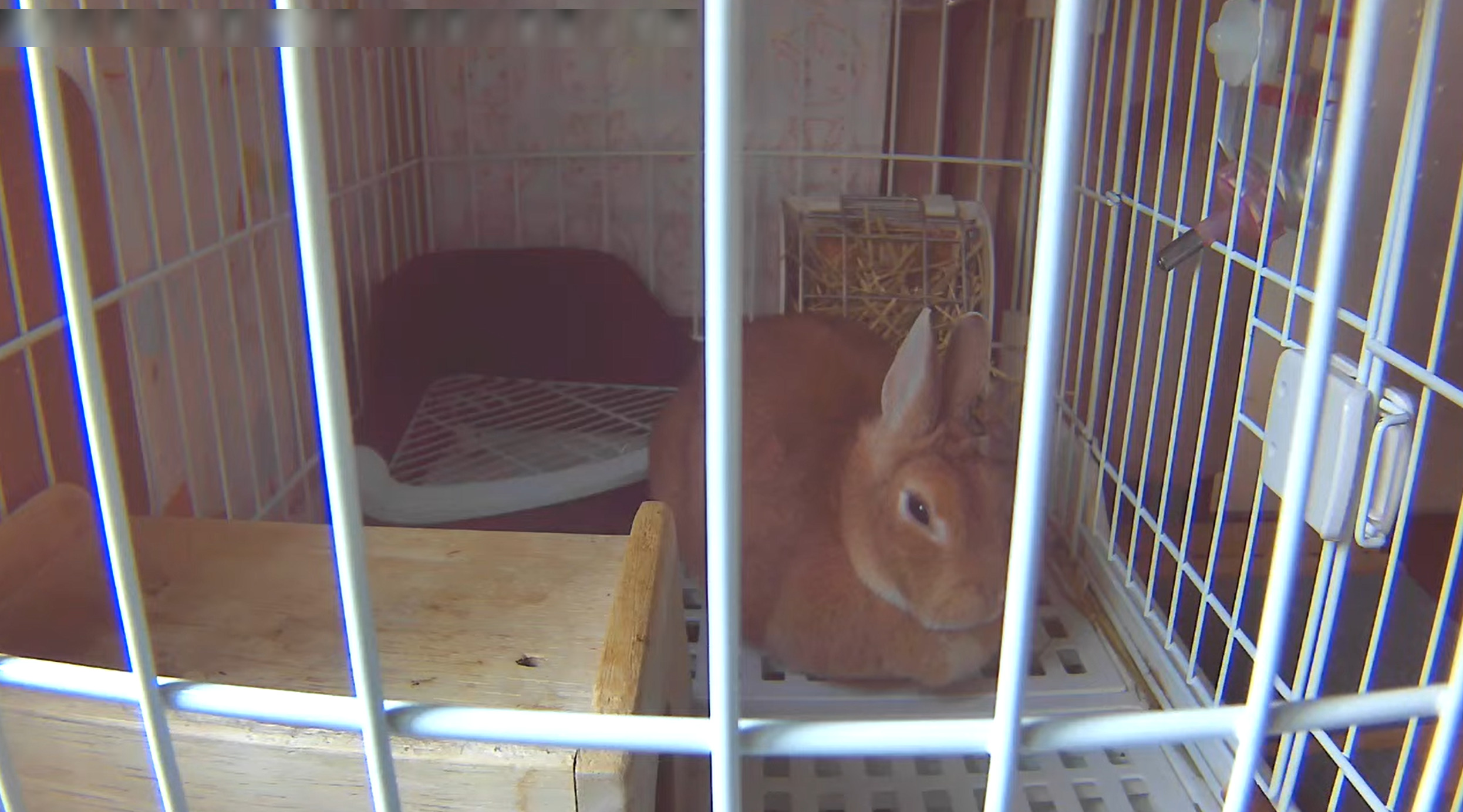 usagi946うさぎ部屋ライブカメラ(北海道釧路市)