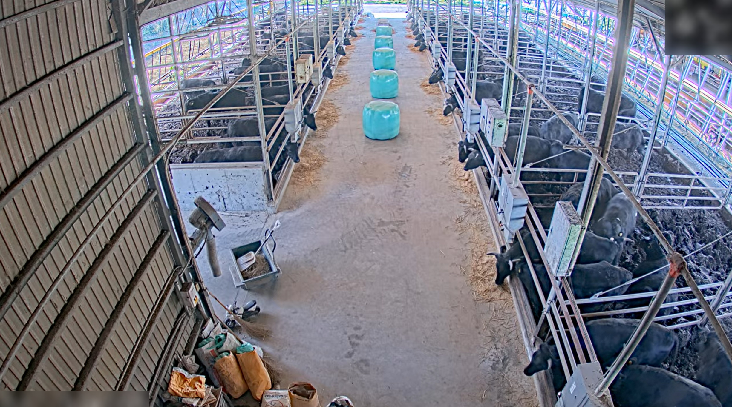 IIZASA牧場牛舎第1ライブカメラ(千葉県成田市前林)