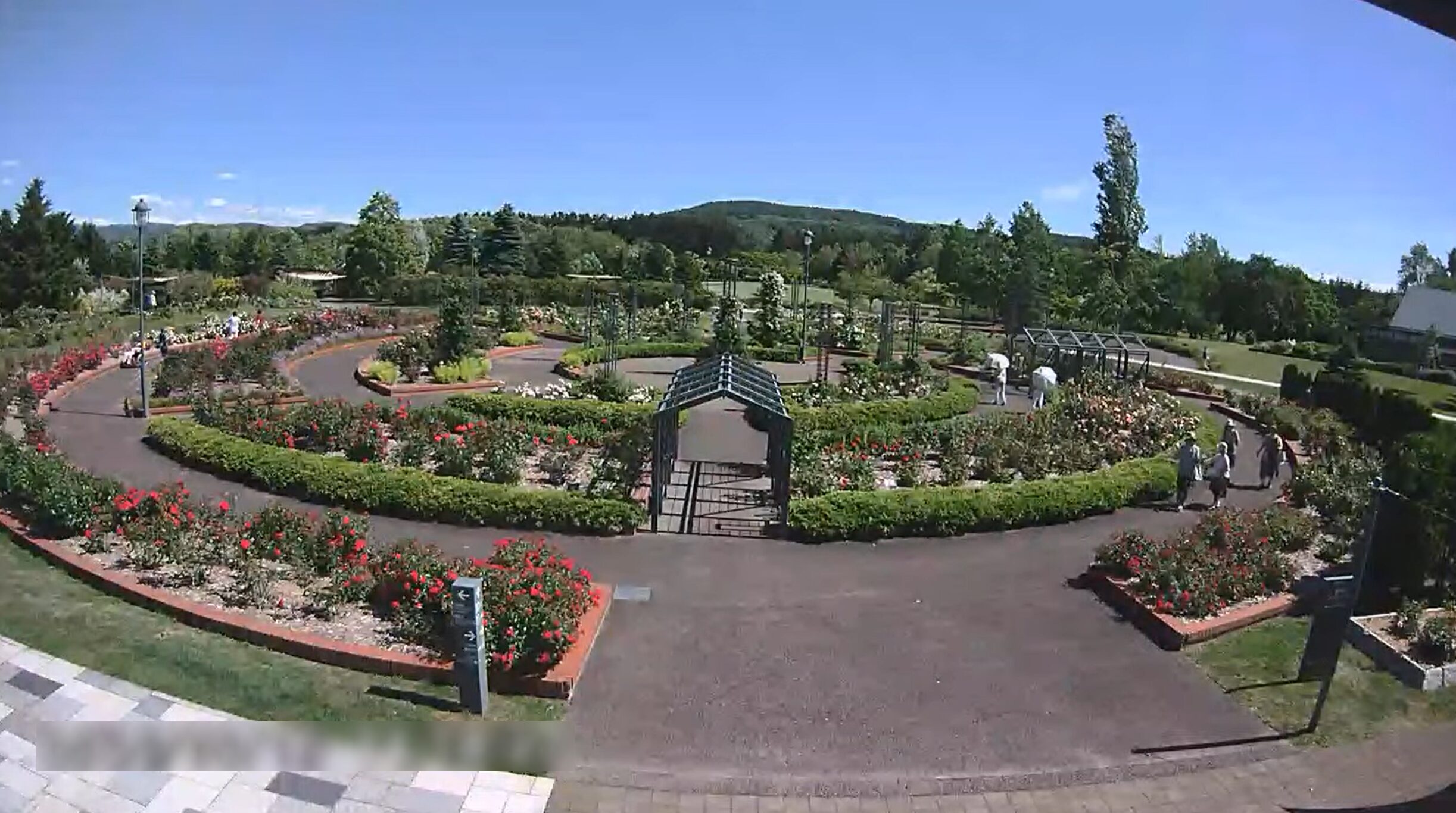 いわみざわ公園バラ園ライブカメラ(北海道岩見沢市志文町)