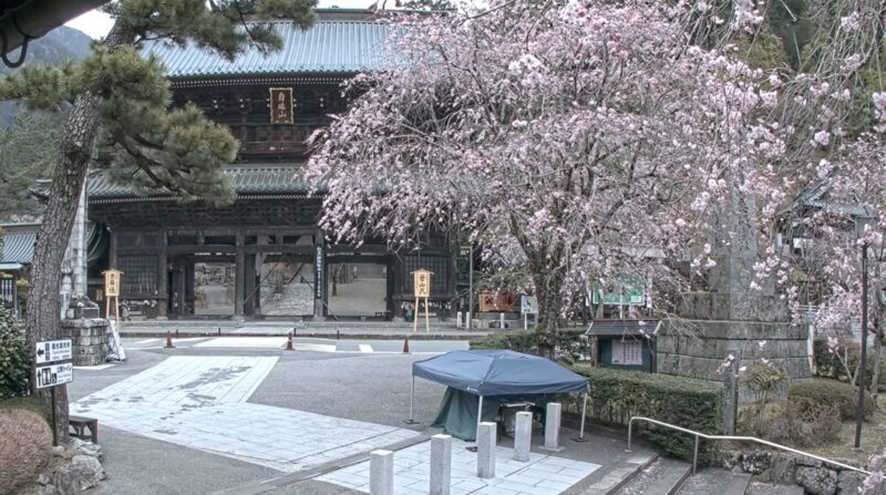 NNS身延山久遠寺しだれ桜ライブカメラ(山梨県身延町身延)