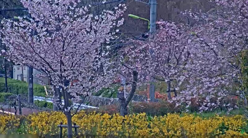 蘆花恒春園ライブカメラ(東京都世田谷区粕谷)