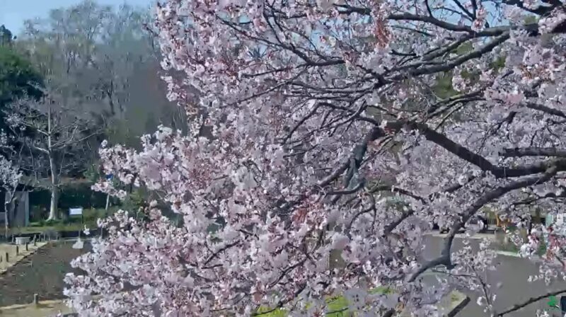 蘆花恒春園ライブカメラ(東京都世田谷区粕谷)