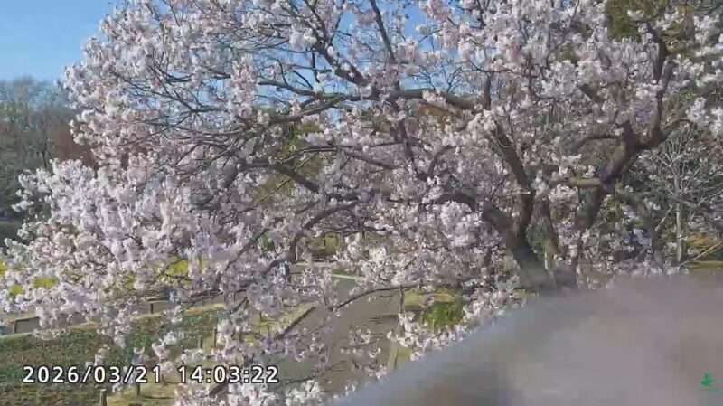 蘆花恒春園ライブカメラ(東京都世田谷区粕谷) 2026年3月21日 桜開花状況