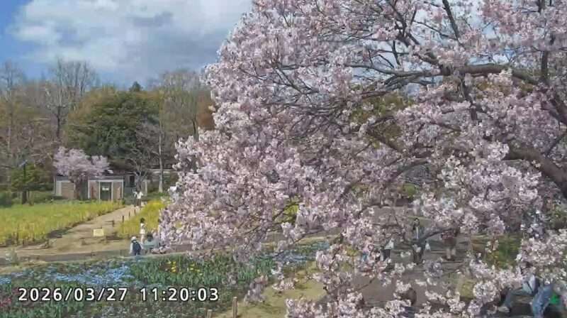 蘆花恒春園ライブカメラ(東京都世田谷区粕谷) 2026年3月27日 桜開花状況