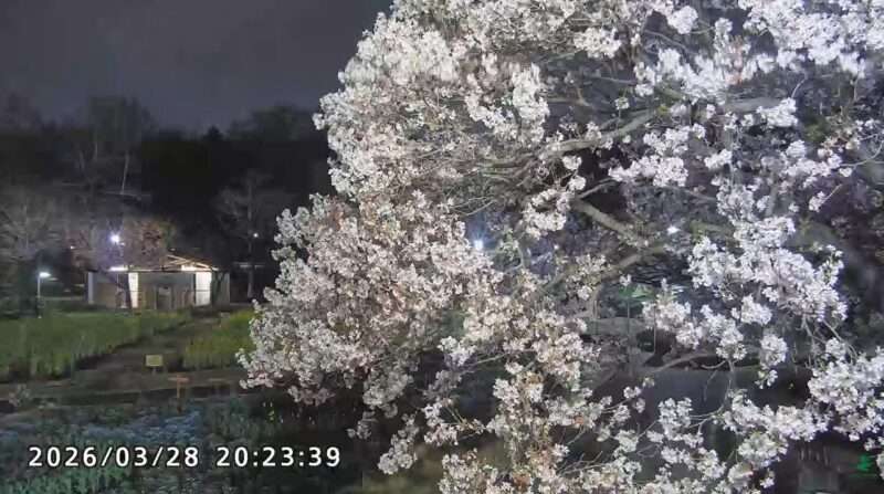 蘆花恒春園ライブカメラ(東京都世田谷区粕谷) 2026年3月28日 夜桜