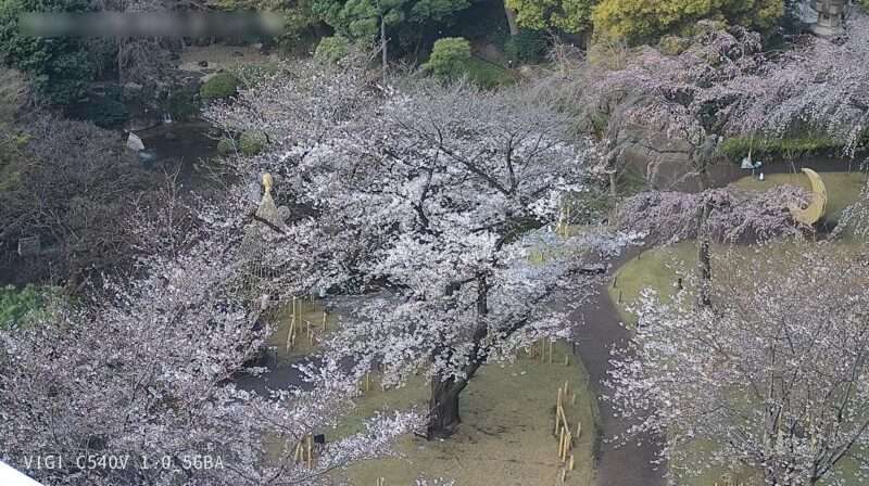 グランドプリンスホテル新高輪日本庭園桜ライブカメラ(東京都港区高輪)