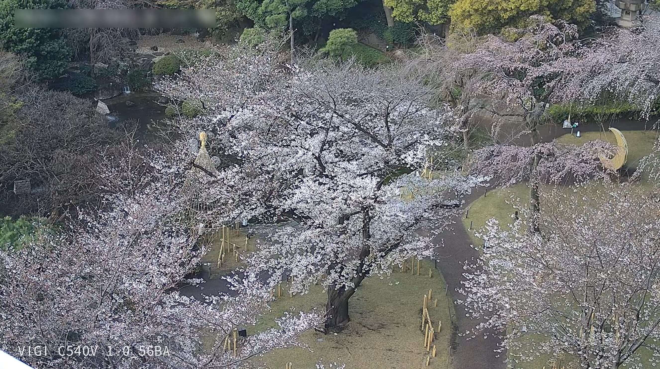 グランドプリンスホテル新高輪日本庭園桜ライブカメラ(東京都港区高輪)