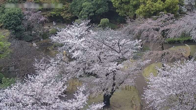 グランドプリンスホテル新高輪日本庭園桜ライブカメラ(東京都港区高輪)