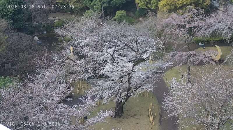 グランドプリンスホテル新高輪日本庭園桜ライブカメラ(東京都港区高輪) 2026年3月28日 桜開花状況