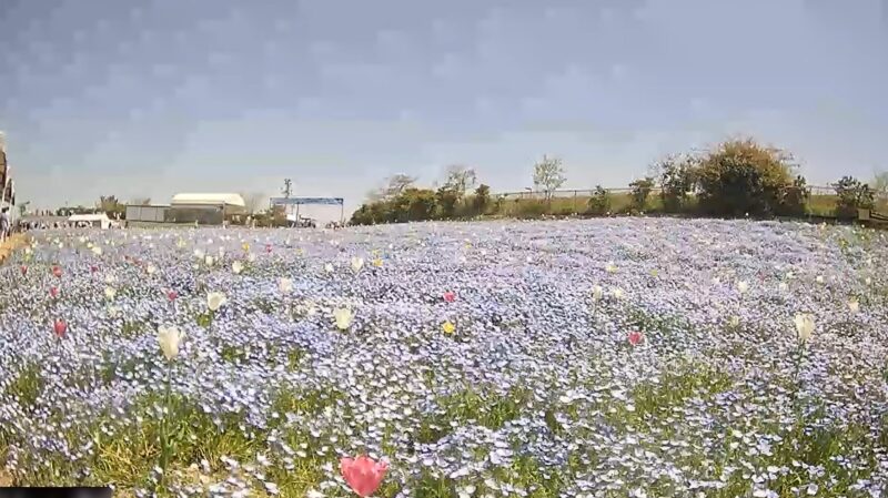 大阪まいしまシーサイドパークネモフィラライブカメラ(大阪府大阪市此花区北港緑地)