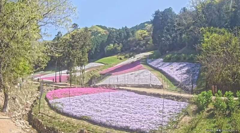 芝桜の小道ライブカメラ(兵庫県姫路市夢前町置本)