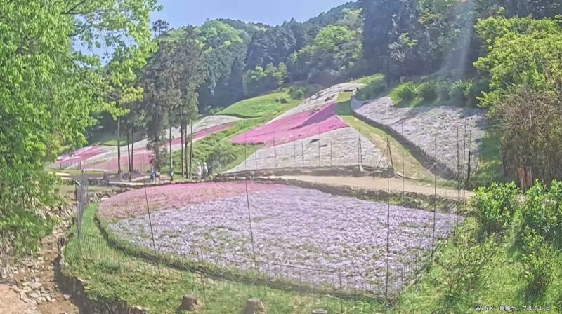 芝桜の小道ライブカメラ(兵庫県姫路市夢前町置本)