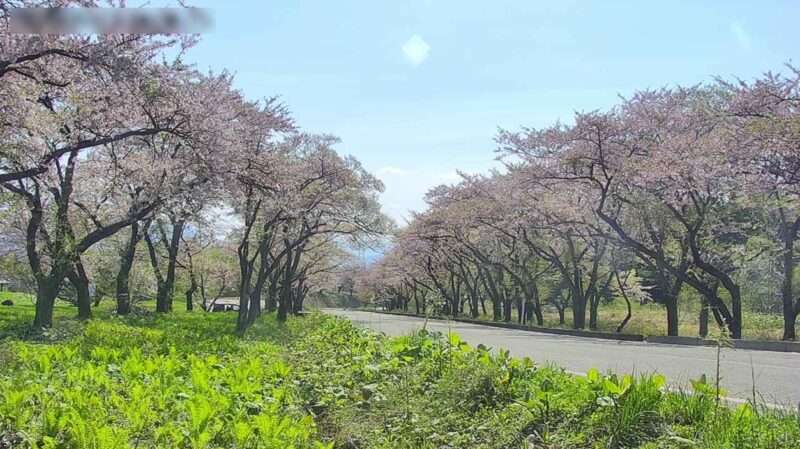 高野桜並木第1ライブカメラ(秋田県仙北市田沢湖生保内)