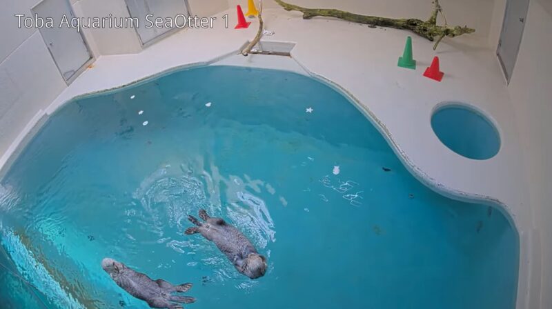 鳥羽水族館ラッコ水槽ライブカメラ(三重県鳥羽市鳥羽)