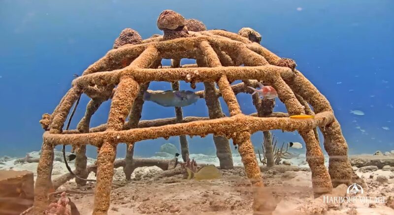 Harbour Village Bonaire Coral Reef