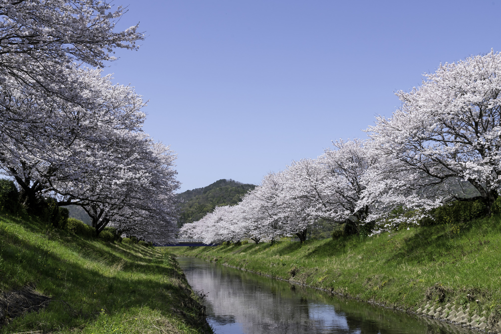 花田川(木曽川水系)ライブカメラ一覧