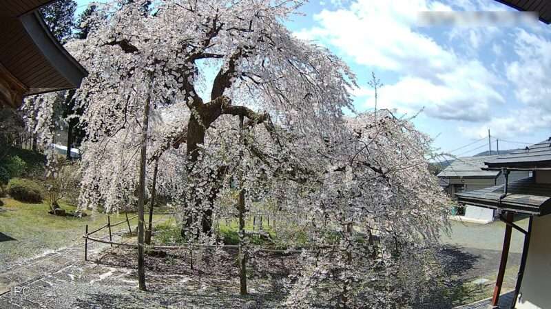 高仙寺しだれ桜ライブカメラ(山形県上山市仙石)