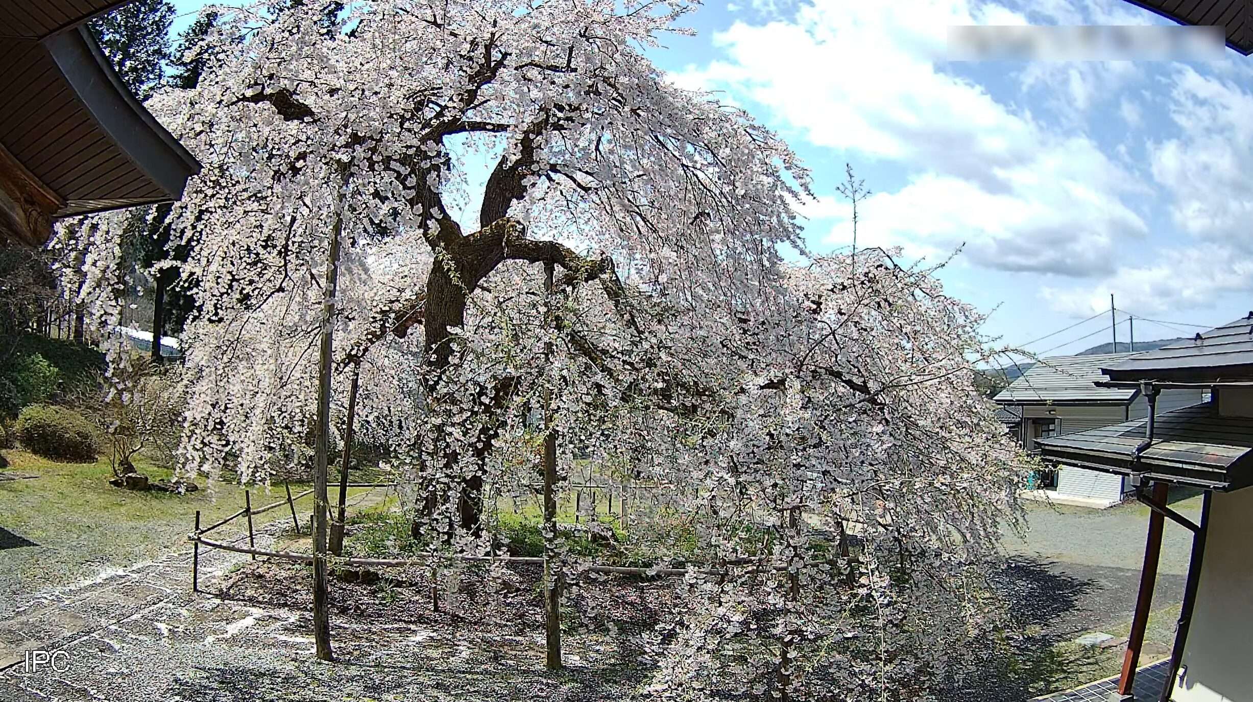 高仙寺しだれ桜ライブカメラ(山形県上山市仙石)