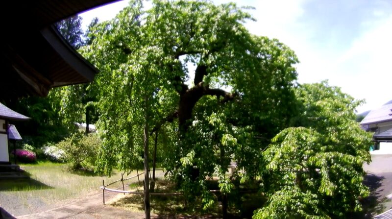 高仙寺しだれ桜ライブカメラ(山形県上山市仙石)