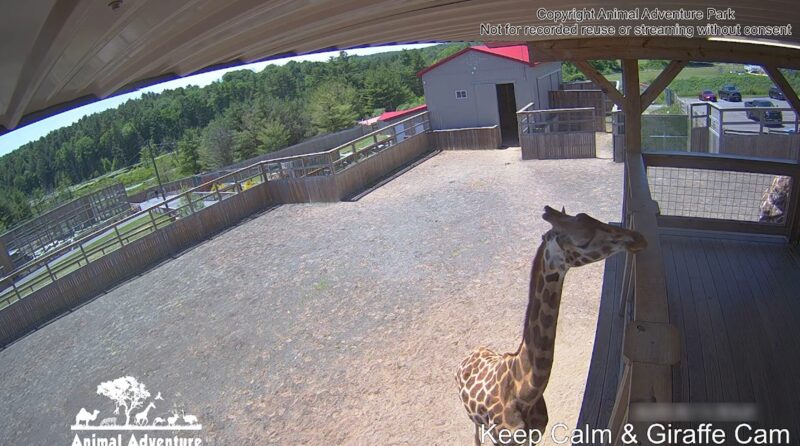 Oliver, Johari & Alora - Giraffe Deck Cam - Animal Adventure Park