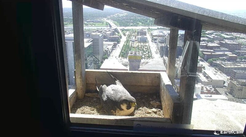 Falcon Cam