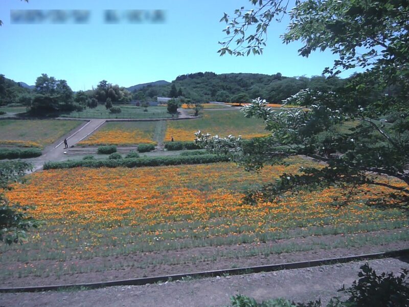 長瀞花の里ハナビシソウ園アナベルライブカメラ(埼玉県長瀞町長瀞)