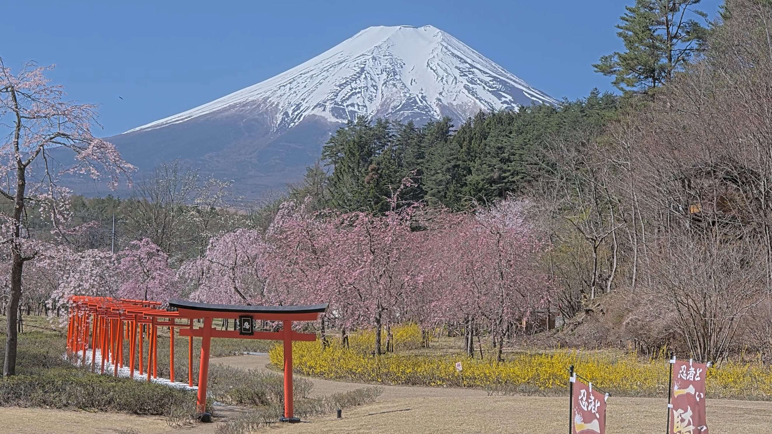 忍野しのびの里富士山ライブカメラ(山梨県忍野村忍草)