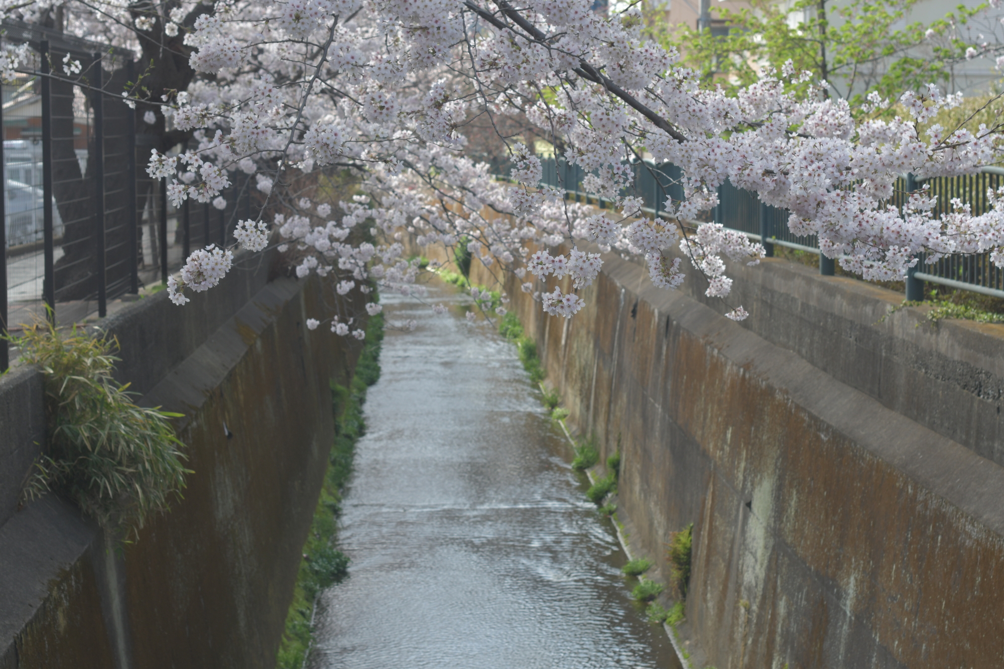 砂押川(境川水系)ライブカメラ一覧