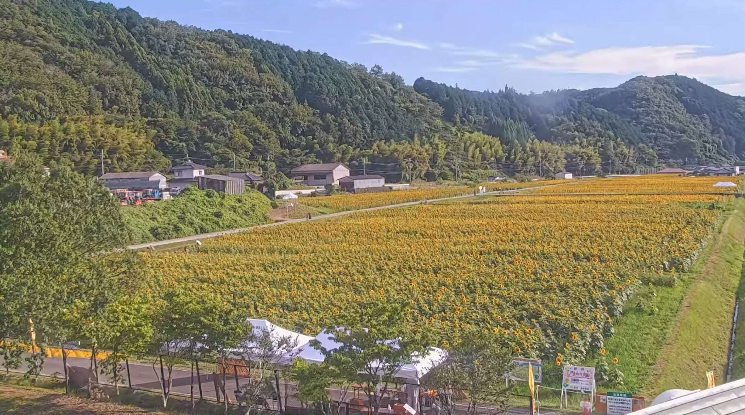 南光ひまわり畑ライブカメラ(兵庫県佐用町林崎)